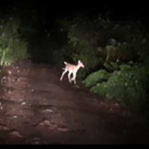 spotted deer mines