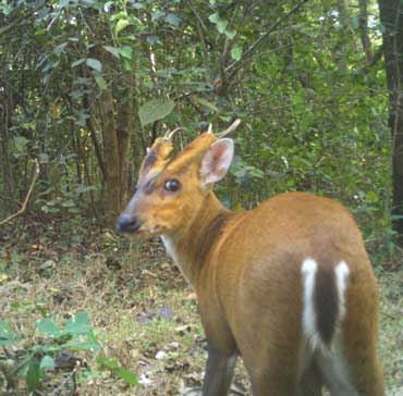 Barking Deer