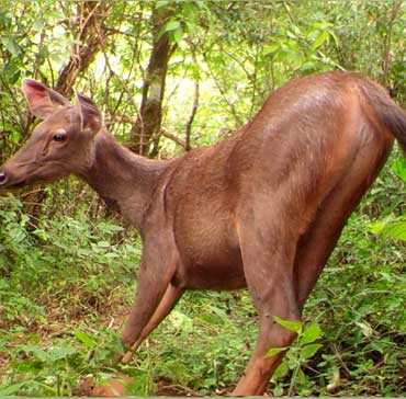 Sambar Deer