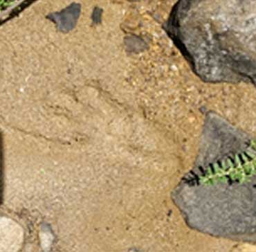 Sloth Bear Pug Marks