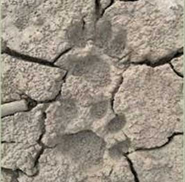 Tiger Pug Marks